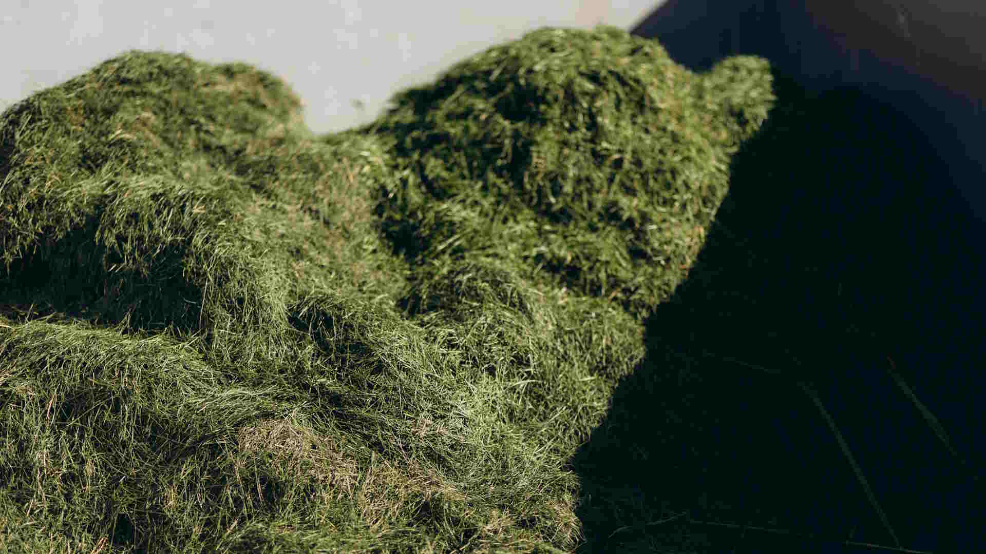 Grønne fibre fra grønt biprodukt til emballage